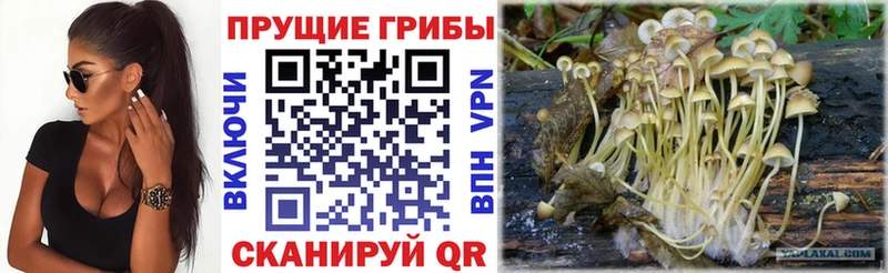 Псилоцибиновые грибы Psilocybe Обь